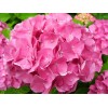 Саженец гортензии крупнолистной Романс пинк (Romance Pink): фото и описание