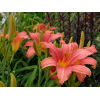 Саженец лилейника Пинк Дамаск (Pink Damask): фото и описание