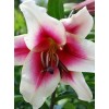 Луковица лилии Garden Pleasure ОТ-гибрид (Садовое удовольствие): фото и описание
