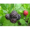Саженец малины Блэк Джевел (Black Jewel) (Черная): фото и описание