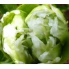 Саженец пиона древовидный Грин Джейд (Green Jade): фото и описание