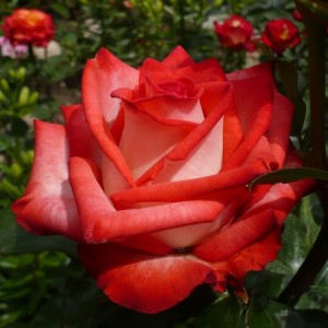 Роза Блаш (Blush) (чайно-гибридная)