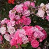 Саженец почвопокровной розы Пинк Флорилэнд (Pink Floriland): фото и описание