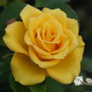 Роза Йеллоу Сан (Yellow Sun) (чайно-гибридная)