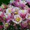 Саженец аквилегии Винки Дабл Роуз энд Вайт (Winky Double Rose White): фото и описание