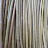Черенки Ивы плакучей: фото и описание