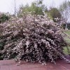 Саженец дейции розовой Монт Роуз (Mont Rose): фото и описание