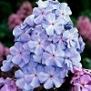 Саженец флокса Блю Ивнинг (Blue Evening): фото и описание