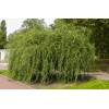 Сеянец ивы Матсуды (Salix Matsudana): фото и описание