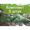 Саженцы актинидии женский Жемчужина Сада - 5 шт.: фото и описание