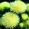 Саженцы Астры Золотая - 5 шт.: фото и описание