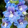 Саженцы дельфиниума Центурион Скай Блю (Centurion Sky Blue) - 5 шт.: фото и описание