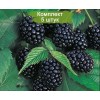 Саженцы ежемалины Бойсенберри (Boysenberry) - 5 шт.: фото и описание