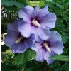 Саженцы гибискуса Блю Сатин (Blue Satin) - 5 шт.: фото и описание