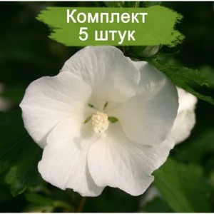 Комплект 5шт / Гибискус Тотус Албус (Totus Albus)