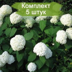 Комплект 5шт / Гортензия Стерилис (Sterilis) (древовидная)