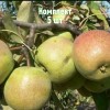 Саженцы Груши Васса - 5 шт.: фото и описание