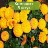Саженцы хризантемы мультифлора Балиос (Balios) (Желтая) - 5 шт.: фото и описание