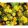 Саженцы лапчатки кустарниковой (Курильского чая) Манго танго (Mango Tango) - 5 шт.: фото и описание