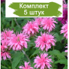 Саженцы монарды гибридной Пинк Лэйс (Pink Lace) - 5 шт. - 5 шт.: фото и описание
