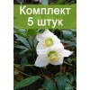 Саженцы Морозника - 5 шт.: фото и описание