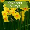 Луковицы нарцисса Мартинетта (Martinette) - 5 шт.: фото и описание
