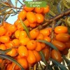 Саженцы облепихи Превосходная - 5 шт.: фото и описание