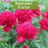 Саженцы пиона Red Charm (Ред Чарм) - 5 шт.: фото и описание