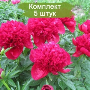 Комплект 5шт / Пион Ред Чарм (Red Charm) - К