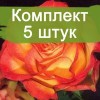 Саженцы розы флорибунды Анимо (Animo) - 5 шт.: фото и описание
