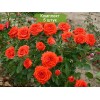 Саженцы чайно-гибридной розы Оранж Бейби (Baby Orange) - 5 шт.: фото и описание