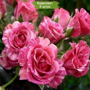 Комплект 5шт / Роза Пинк Флеш (Pink Flash) (спрей)