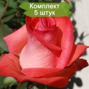 Комплект 5шт / Роза Рапаэла (Raphaela) (чайно-гибридная)