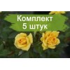 Саженцы спрей розы Йеллоу Эвелин (Yellow Eveline) - 5 шт.: фото и описание