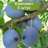 Саженцы фиолетовой сливы Ника - 5 шт.: фото и описание