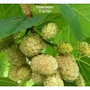 Саженцы тутовника (шелковицы) белый Медовый - 5 шт.: фото и описание