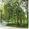 Саженцы вербы Пендула (плакучая) (Pendula) - 5 шт.: фото и описание