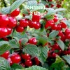 Саженцы Вишни войлочная Осенняя вировская - 5 шт.: фото и описание