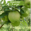 Саженцы Яблони Гренни Смит (Granny Smith) - 5 шт.: фото и описание
