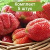 Саженцы ремонтантной земляники Гора Эверест (Ранняя) - 5 шт.: фото и описание