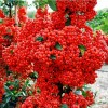 Саженец пираканты Ред Колумн (Red Column): фото и описание