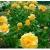 Саженец чайно-гибридной розы Голден Моника (Golden Monica): фото и описание