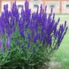 Саженец шалфея дубравного Салваторе Блю (Salvatore Blue): фото и описание