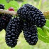 Саженец шелковицы Королевская: фото и описание