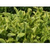 Саженец вейгелы пестролистной Костериана вариегата (Kosteriana Variegata): фото и описание