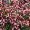 Саженец вейгелы садовой Нана Вариегата (Nana Variegata): фото и описание