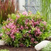 Саженец вейгелы цветущей Пикобелла Роза (Picobella Rosa): фото и описание